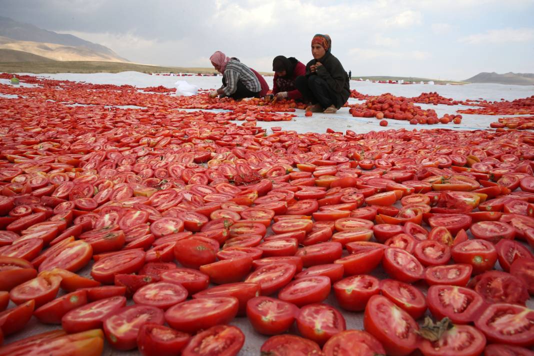 Süphan Dağı’nda yetişiyor 12 kilodan 1 kilo çıkıyor. Türkler 1 kilo bile alamıyor 26